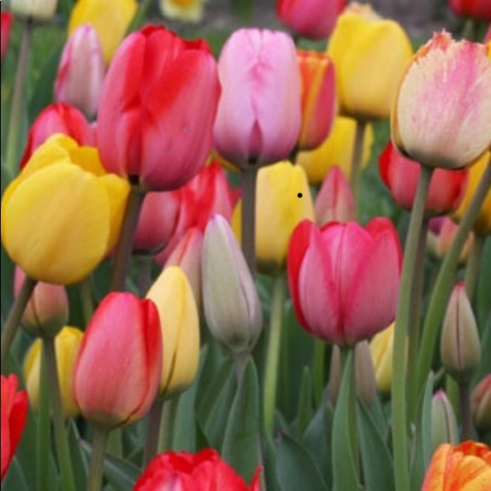 Meet your Posher, Monica